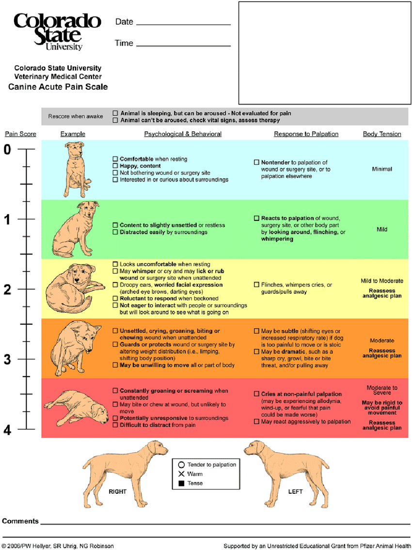A chart titled "Canine Acute Pain Scale" from Colorado State University assists veterinarians in assessing dog pain levels. It uses a 0 to 4 scale with associated behaviors, postures, and body tension indicators, including visual guides for each level to aid vets in evaluations.