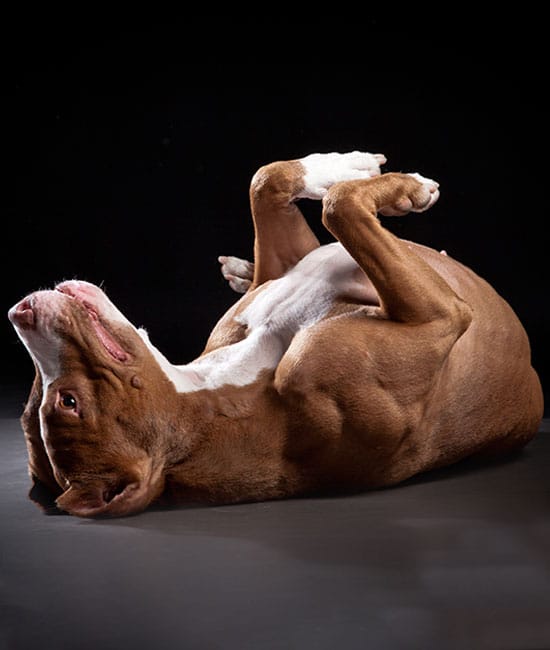 A brown and white dog, reminiscent of a joyful visit to the vet, lies on its back with paws playfully raised in the air against a dark background.