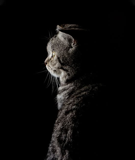 A portrait of a cat with folded ears, captured in a side profile against a dark background. The lighting, akin to what a veterinarian would observe during an exam, highlights the cat’s whiskers and the texture of its fur.