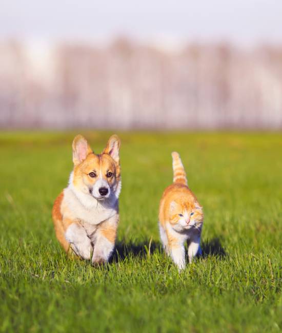 A corgi dog and an orange tabby cat, both fresh from a healthy check-up by the veterinarian, are joyfully running side by side on a grassy field under a clear sky.