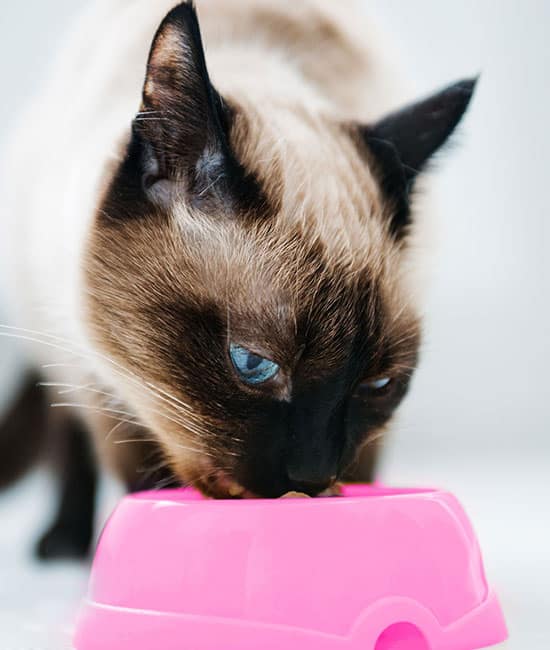 A Siamese cat with blue eyes is eating from a pink bowl, as if approved by a vet. Its fur, a blend of cream and dark brown, highlights its focus on the meal. The blurred background ensures all attention remains on the feline gourmet and its colorful dining spot.
