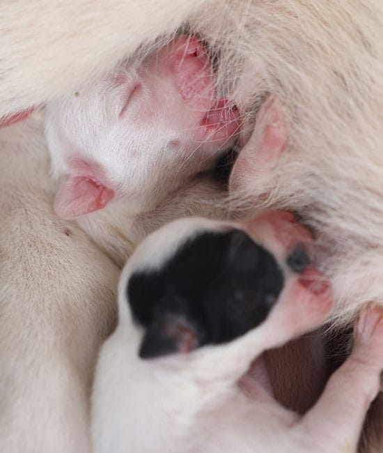 Close-up of newborn puppies nursing, under the loving care of their mother and a watchful vet. Two puppies, eyes still closed, are cuddled closely; one is mostly white while the other bears striking black markings.
