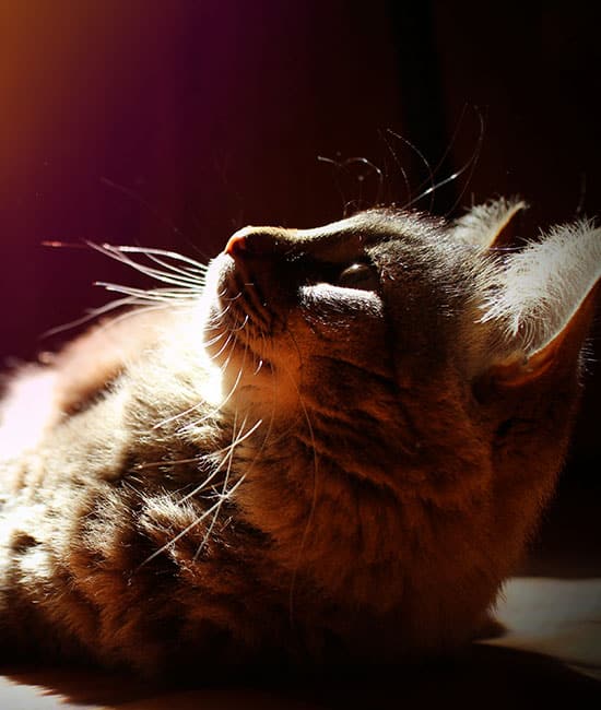 A fluffy cat basks in sunlight, lying down with its head tilted slightly upward. The soft light highlights its whiskers and fur, creating a warm and peaceful atmosphere that any veterinarian would approve for a pet's perfect relaxation spot.