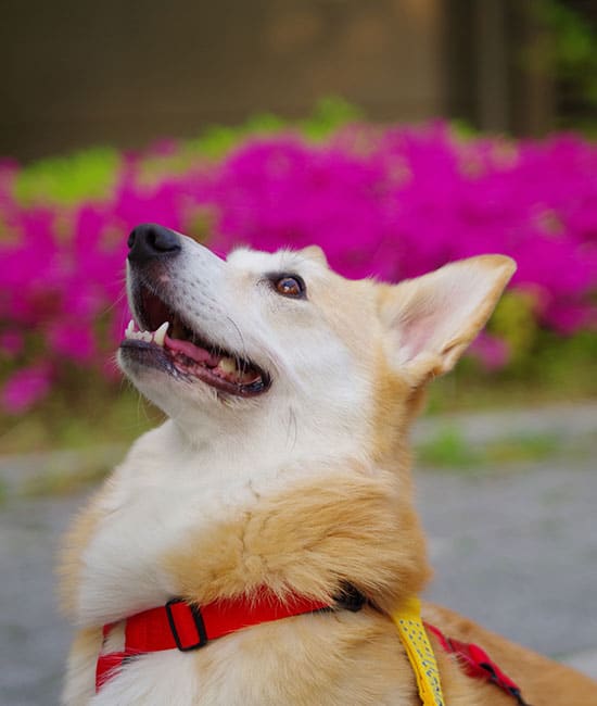 A tan and white dog with a red harness looks upward with its mouth open, possibly anticipating a treat from the veterinarian. In the background, vibrant pink flowers add a colorful touch.