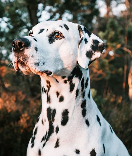 A Dalmatian dog with black spots sits attentively outdoors, looking as though it's waiting for its veterinarian in a serene setting where the background is a blurred mix of greenery and warm sunlight filtering through trees.