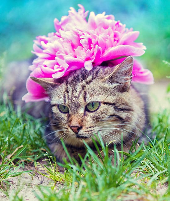 A tabby cat reclines on the grass, wearing a large pink flower crown like a queen. The background is a blurred mix of blue and green, highlighting the cat's mesmerizing green eyes and vibrant floral decoration—a picture of health any veterinarian would admire.