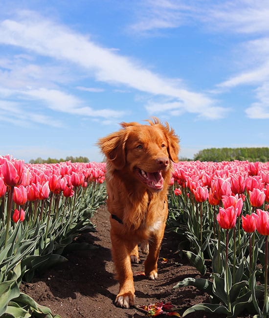 A happy brown dog, fresh from a vet visit, strolls through a field of vibrant pink tulips under a blue sky with scattered clouds.