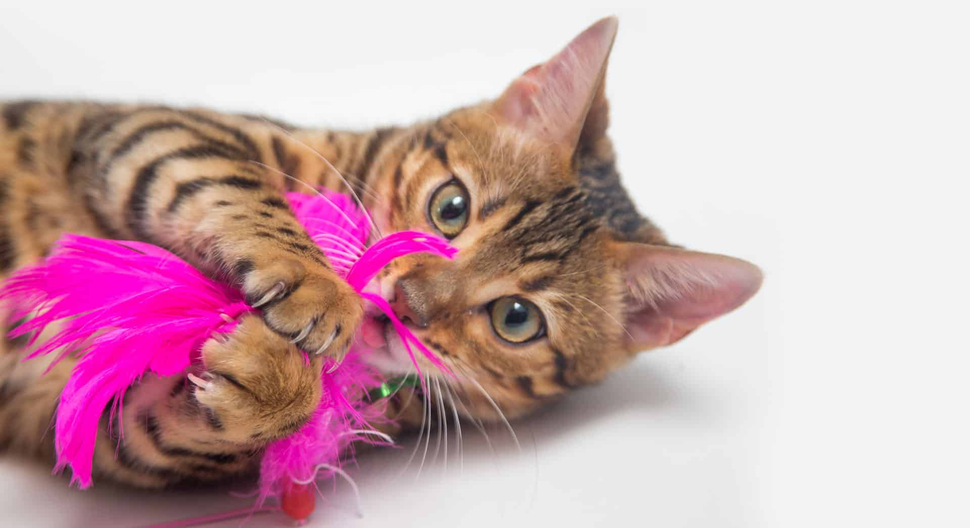 A playful tabby cat lies on its back, clutching a bright pink feather toy in its paws. The cat's green eyes gaze at the camera, ears perked up, as if posing for a vet's examination against a plain white background.