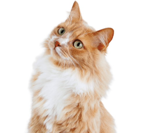 A fluffy orange and white cat with green eyes gazes upward, its long fur appearing soft and well-groomed, giving it a majestic appearance. The background is transparent, highlighting the cat's expressive features, almost as if it's waiting for its next vet visit.